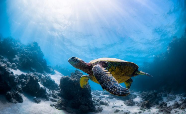 巴厘岛直飞中国航班,飞印尼巴厘岛要多久