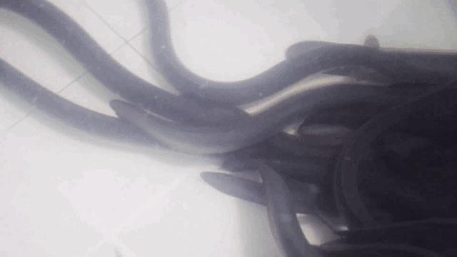 火遍牡丹街的正宗日料，鸟悄地在净月开分店啦！