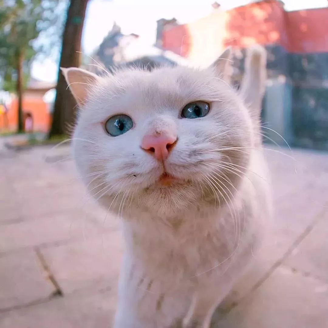 火遍牡丹街的正宗日料，鸟悄地在净月开分店啦！
