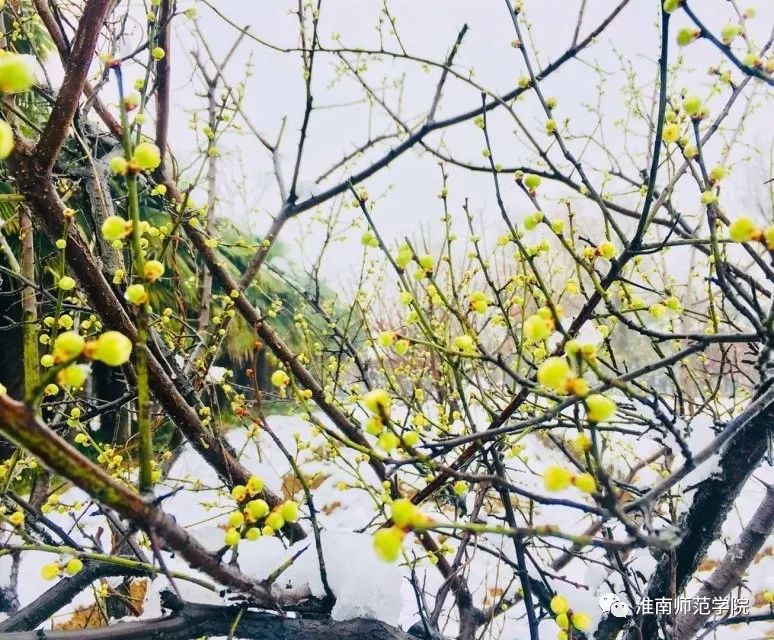 叮！开学第一周的淮师和淮师er等你签收！