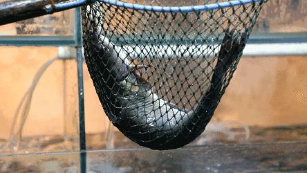 李记羊排虾优惠套餐,驻马店胡羊排香辣虾79元套餐