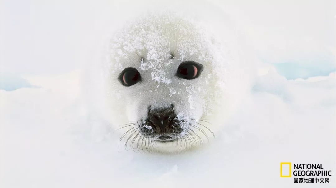 被这肉球萌得生无可恋，只想揉搓它