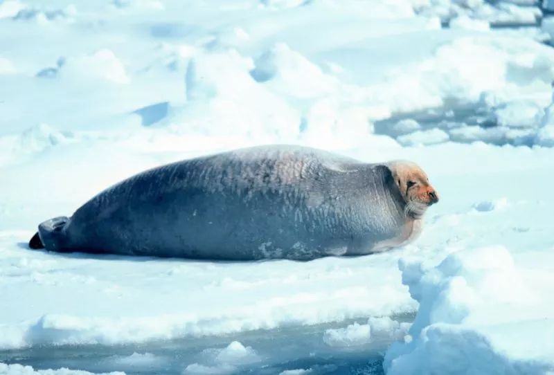 被这肉球萌得生无可恋，只想揉搓它