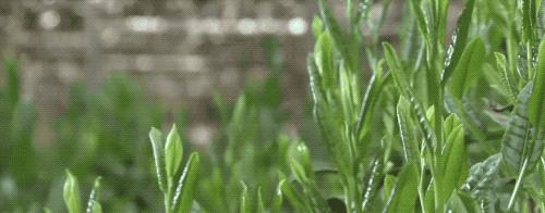 这是一份千年古泉水带来的春季崇高礼遇！（文末福利）