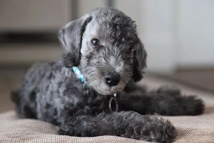 除了长得像绵羊之外，这种狗还另类得可怕！|犬种