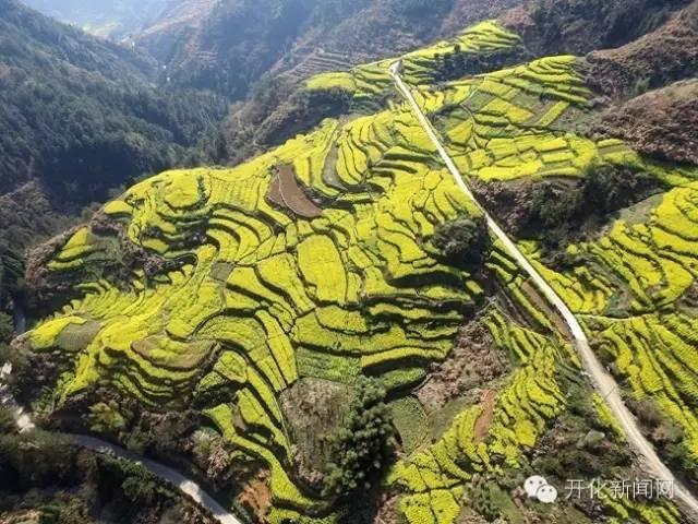 2024年油菜花观花线路,开化油菜花最佳观赏地