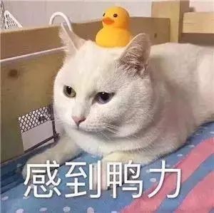 荐书|没钱、脱发、单身......被压力包围的你，需要这本书来拯救