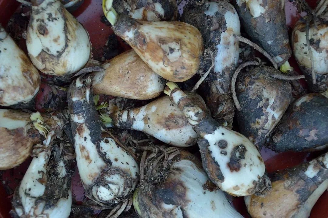 3·15消费者维权日又到了，你在花草上挨过“坑”吗？