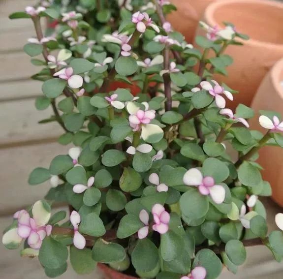 3·15消费者维权日又到了，你在花草上挨过“坑”吗？