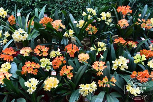 第十四届长春君子兰节,第十七届长春君子兰节地址