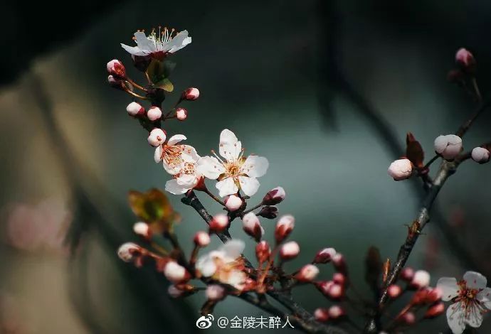 妯辨妗冩潖鏉庢ⅷ杈ㄨ鏂规硶,姊呮潕妗冩潖妯辫姳鎬庝箞鍖哄垎