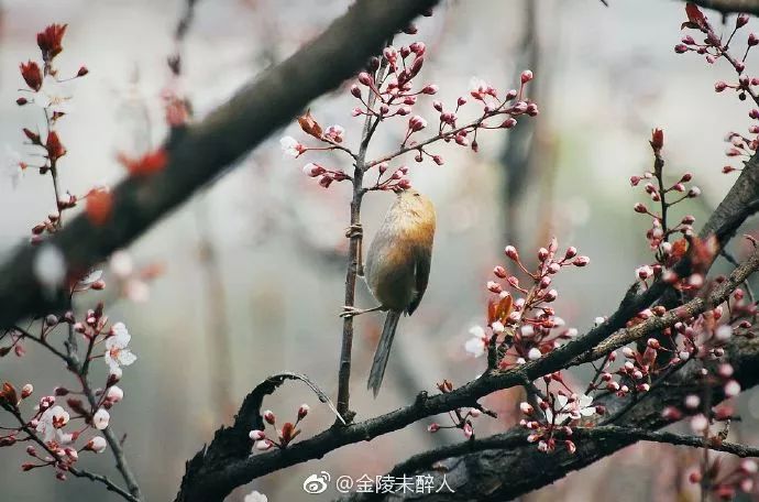 妯辨妗冩潖鏉庢ⅷ杈ㄨ鏂规硶,姊呮潕妗冩潖妯辫姳鎬庝箞鍖哄垎