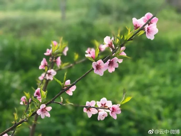 妯辨妗冩潖鏉庢ⅷ杈ㄨ鏂规硶,姊呮潕妗冩潖妯辫姳鎬庝箞鍖哄垎