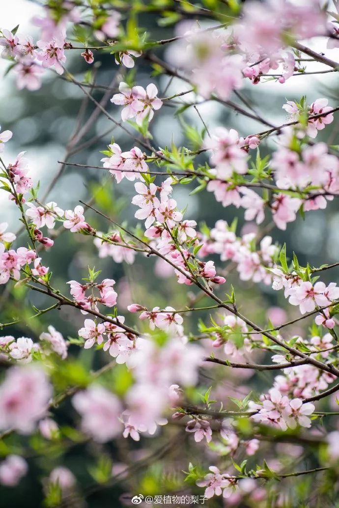 妯辨妗冩潖鏉庢ⅷ杈ㄨ鏂规硶,姊呮潕妗冩潖妯辫姳鎬庝箞鍖哄垎