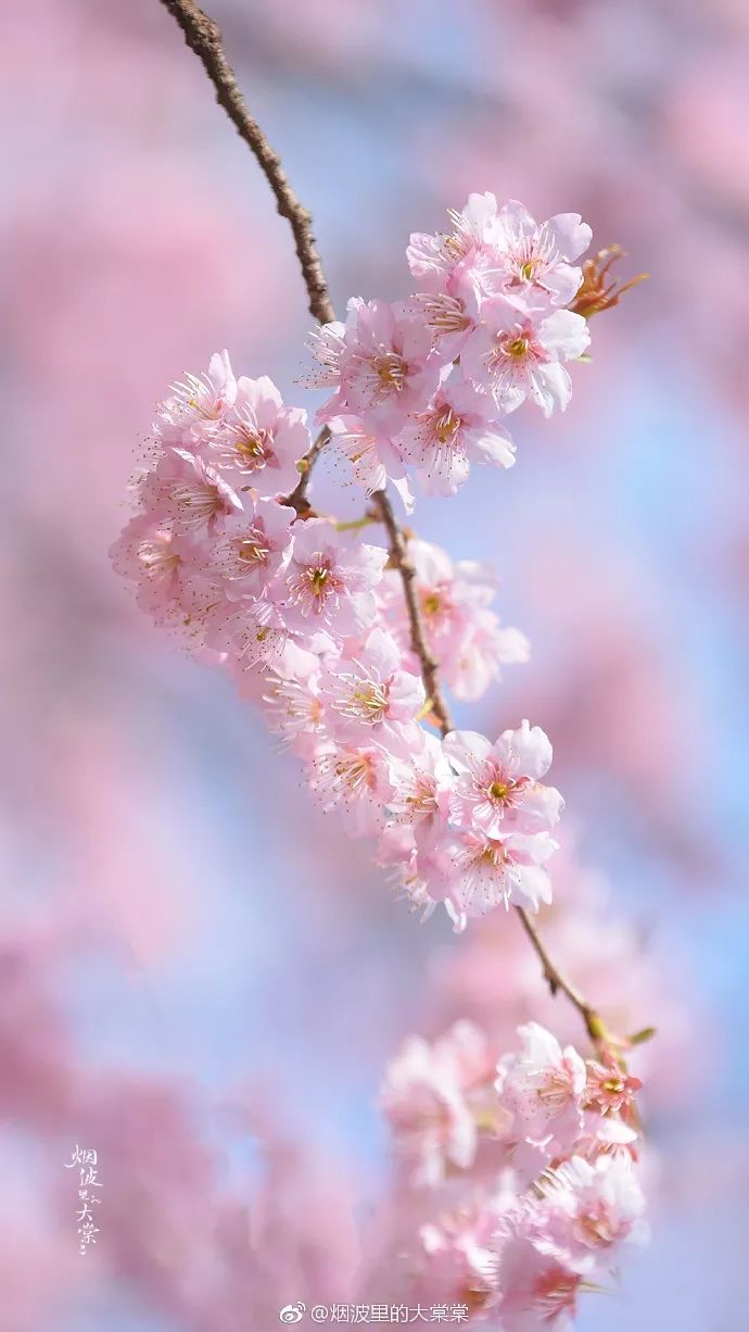 妯辨妗冩潖鏉庢ⅷ杈ㄨ鏂规硶,姊呮潕妗冩潖妯辫姳鎬庝箞鍖哄垎