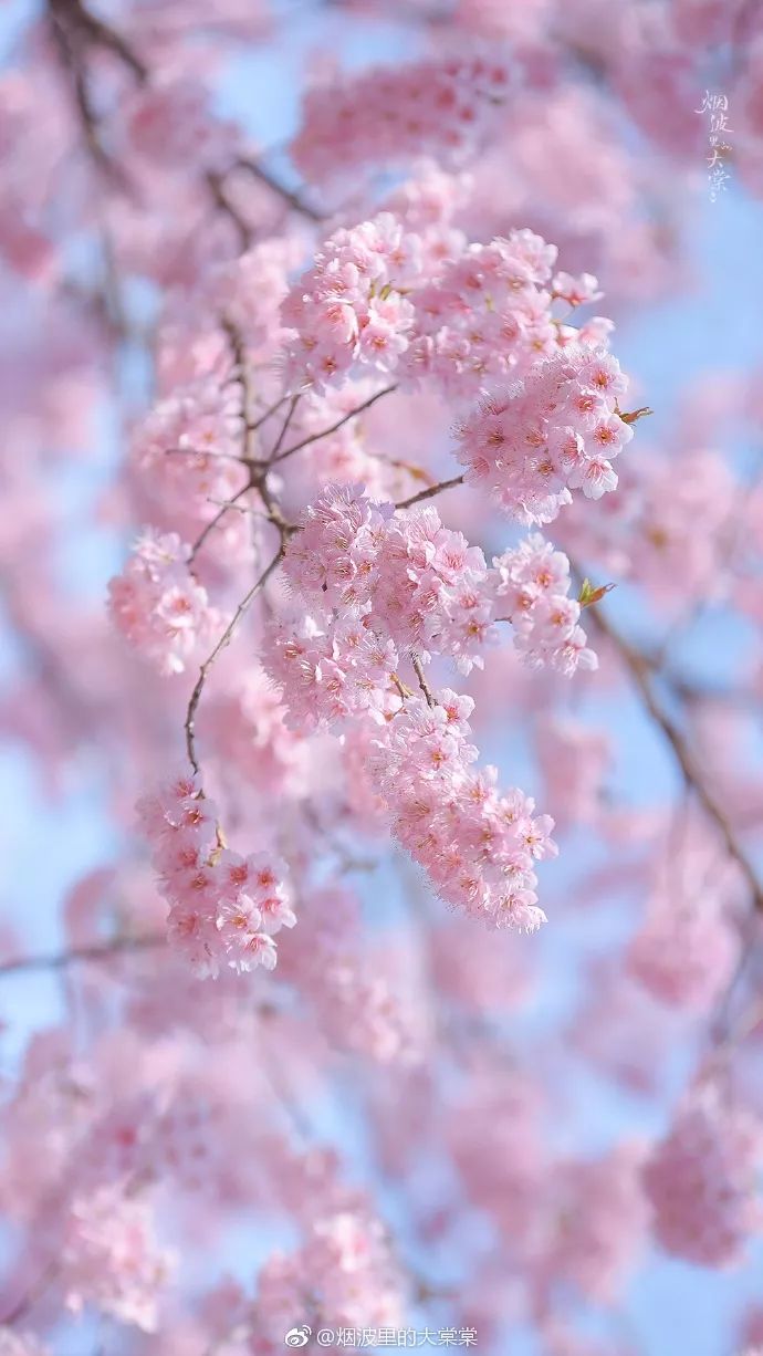 妯辨妗冩潖鏉庢ⅷ杈ㄨ鏂规硶,姊呮潕妗冩潖妯辫姳鎬庝箞鍖哄垎