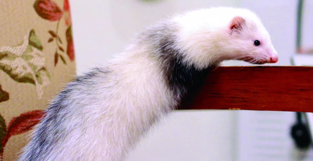 萌宠雪貂多少钱一只啊,萌宠雪貂的视频