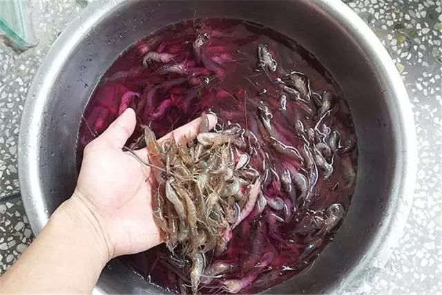 中等大小河虾怎么处理,放河虾笼的技巧视频