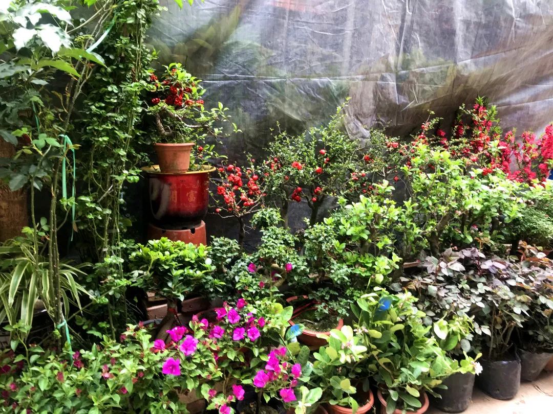 花色撩人，亲测德阳这两家花市，“花chi”去了就不想出来！