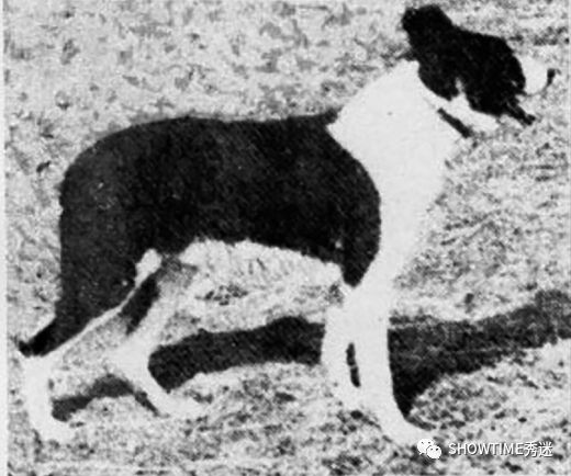 Elyn：非常安静内向的……野姑娘。|犬学知识专业版封面故事