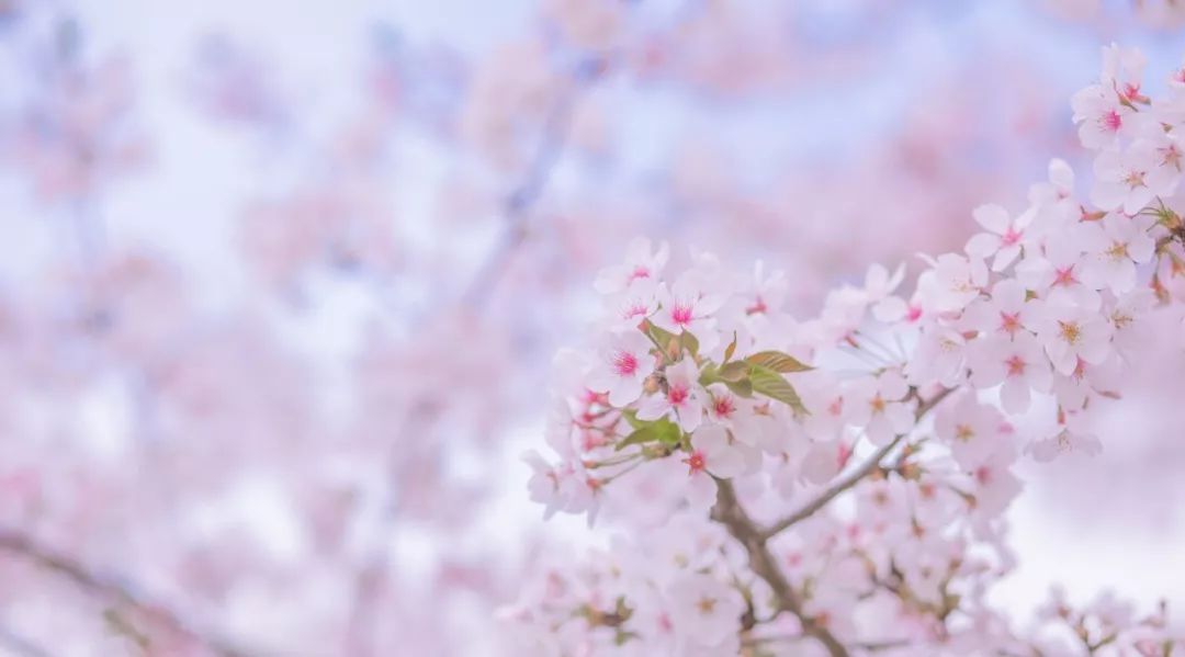 清明热门诗词,清明节诗词梨花风起正清明