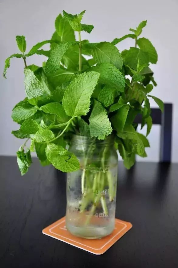 用洗衣粉消灭家中小飞虫,用洗衣粉灭蟑螂的最好方法