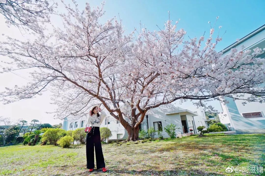 樱花季快到了赴日赏樱,樱花季太湖鼋头渚风景区赏樱攻略