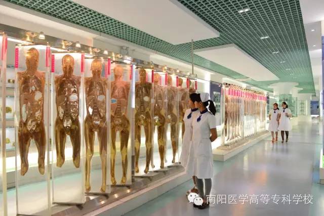 南阳医专高职专科学校招生简章,南阳师范学院喜报