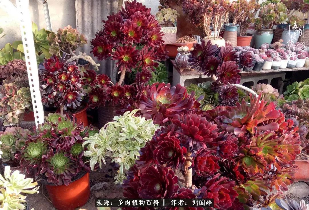 不学无术容易赚大钱,不学无术养多肉摇身一变财富过亿