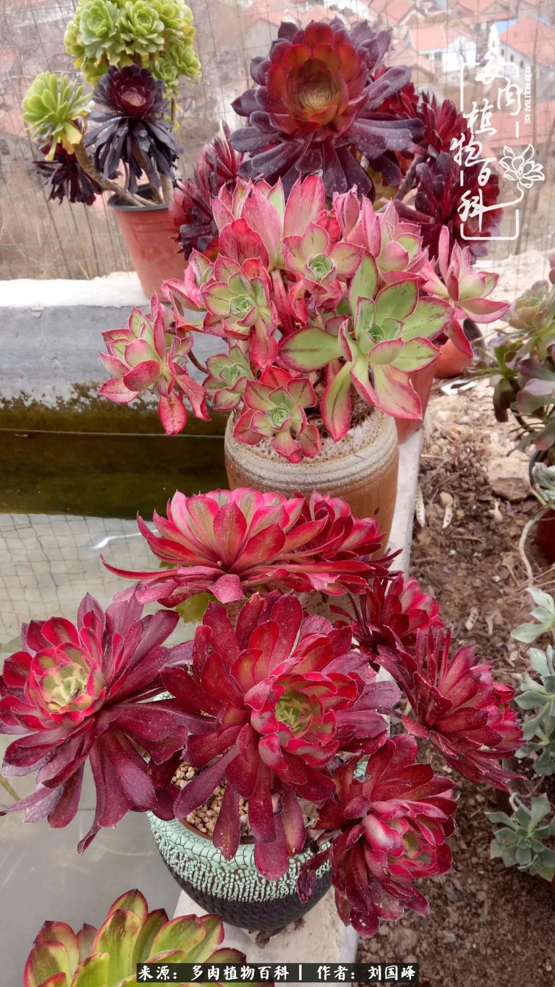 不学无术容易赚大钱,不学无术养多肉摇身一变财富过亿