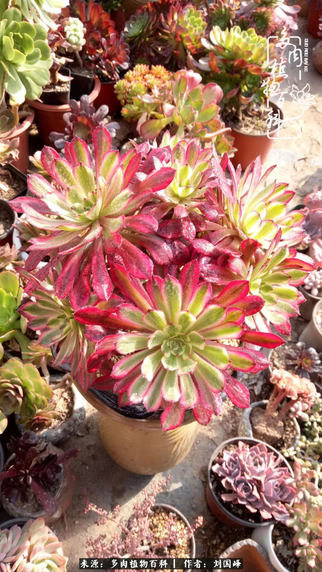 不学无术容易赚大钱,不学无术养多肉摇身一变财富过亿