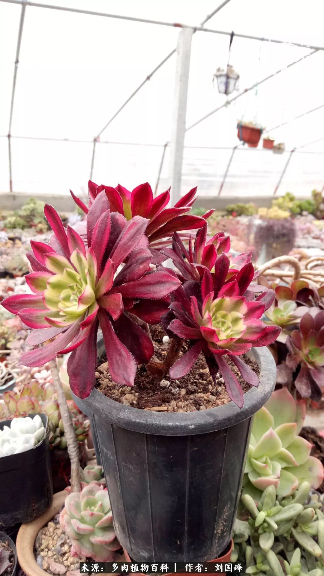 不学无术容易赚大钱,不学无术养多肉摇身一变财富过亿