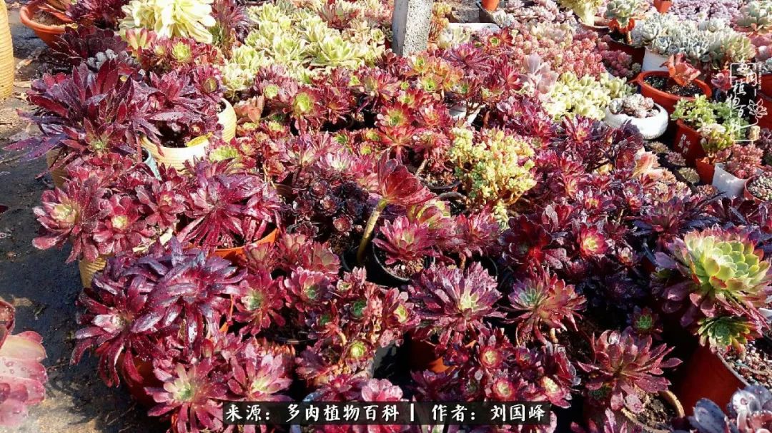 不学无术容易赚大钱,不学无术养多肉摇身一变财富过亿