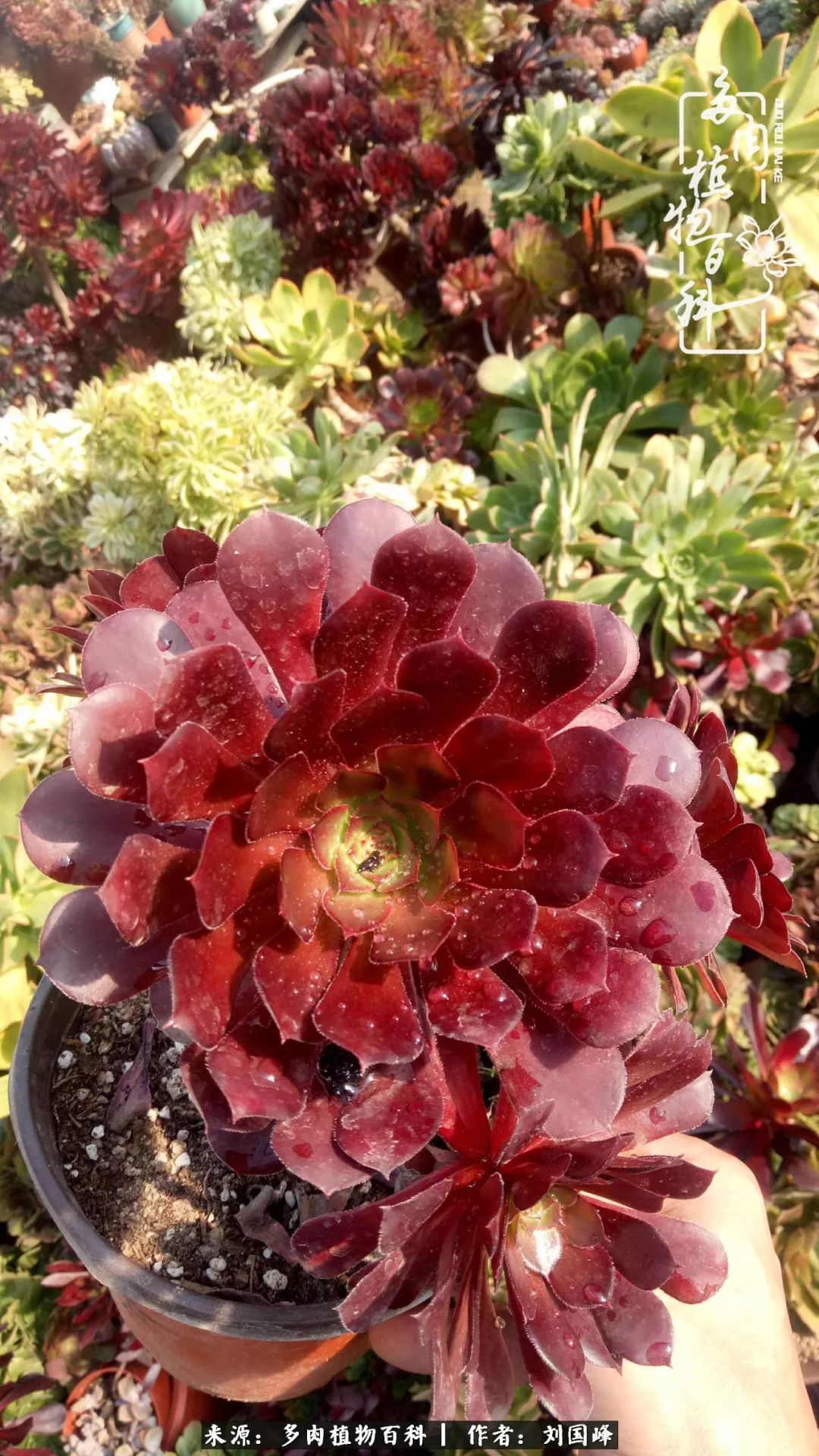 不学无术容易赚大钱,不学无术养多肉摇身一变财富过亿