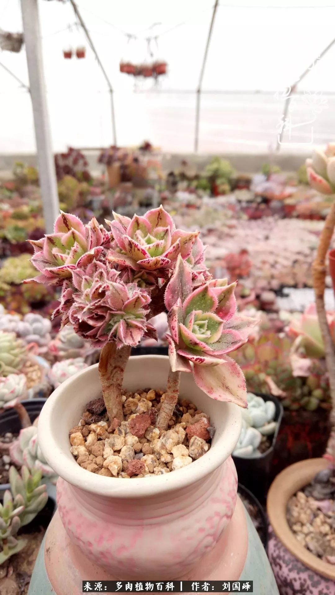 不学无术容易赚大钱,不学无术养多肉摇身一变财富过亿