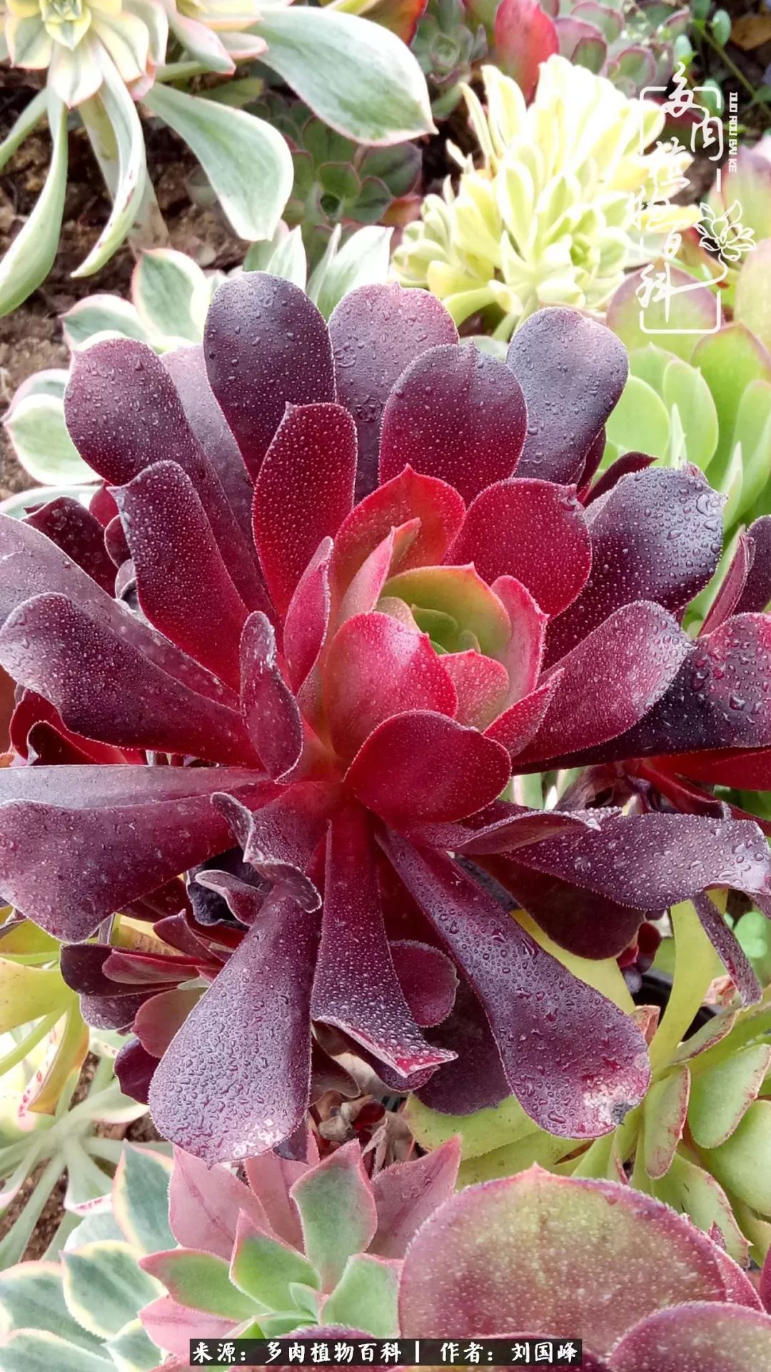 不学无术容易赚大钱,不学无术养多肉摇身一变财富过亿