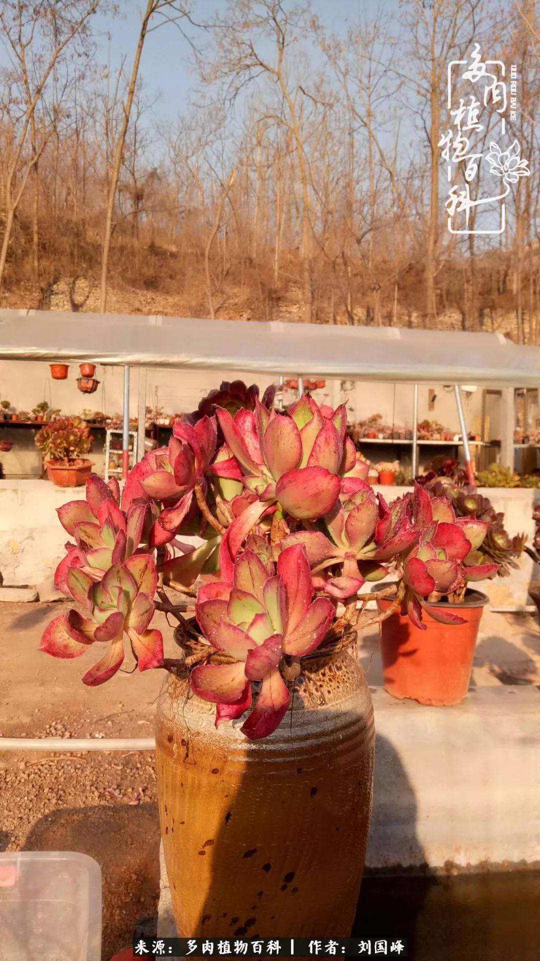 不学无术容易赚大钱,不学无术养多肉摇身一变财富过亿