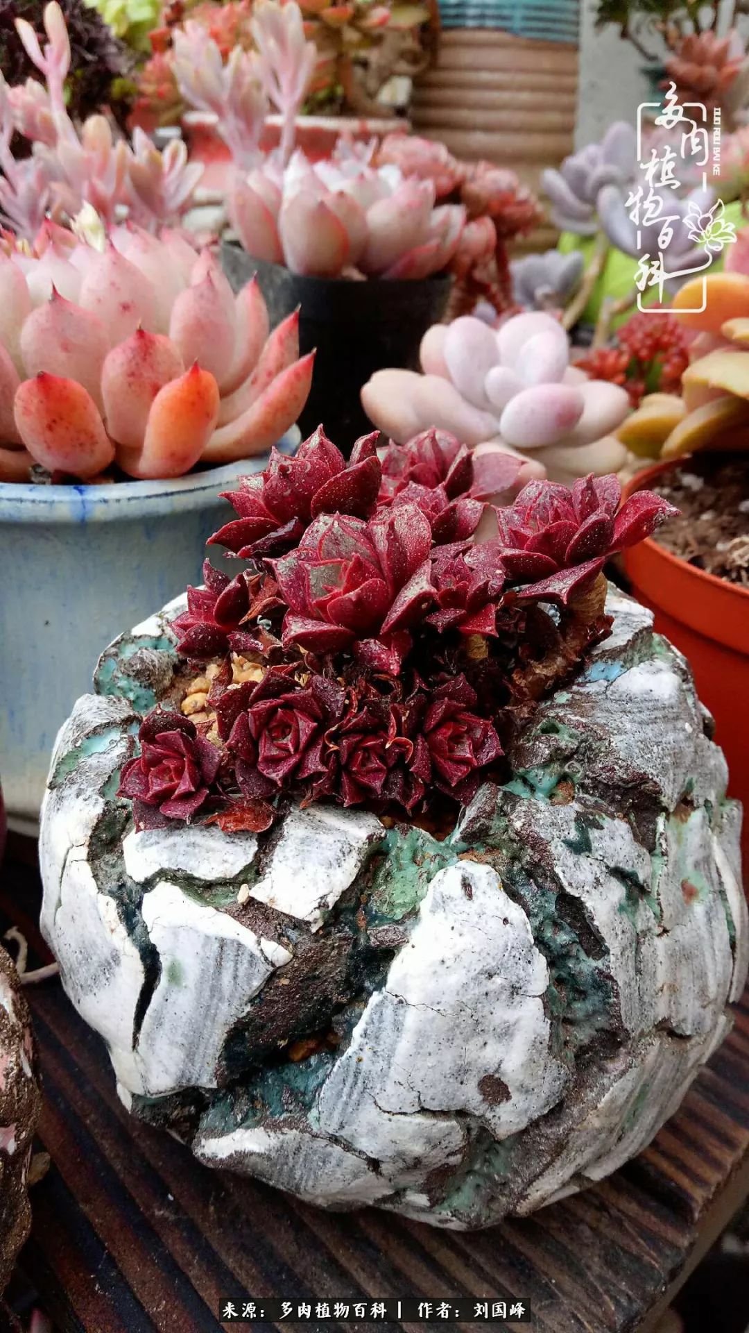 不学无术容易赚大钱,不学无术养多肉摇身一变财富过亿