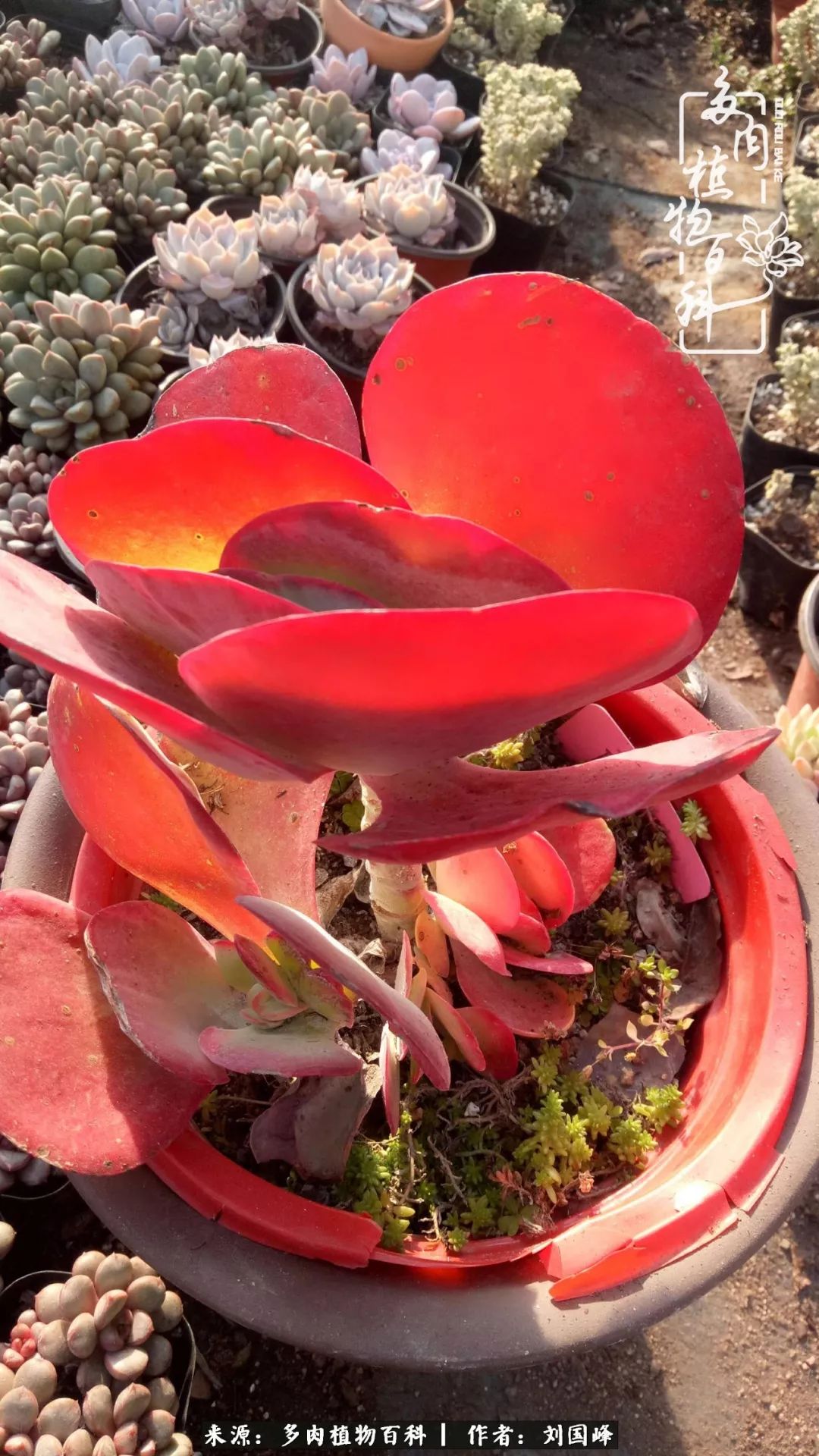 不学无术容易赚大钱,不学无术养多肉摇身一变财富过亿