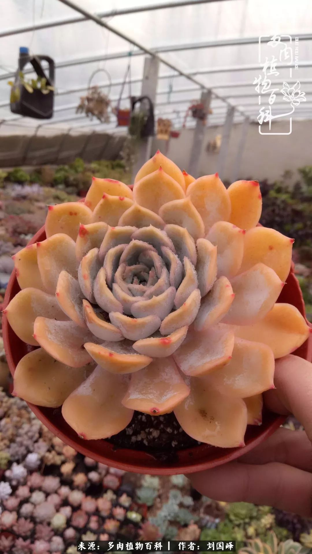 不学无术容易赚大钱,不学无术养多肉摇身一变财富过亿