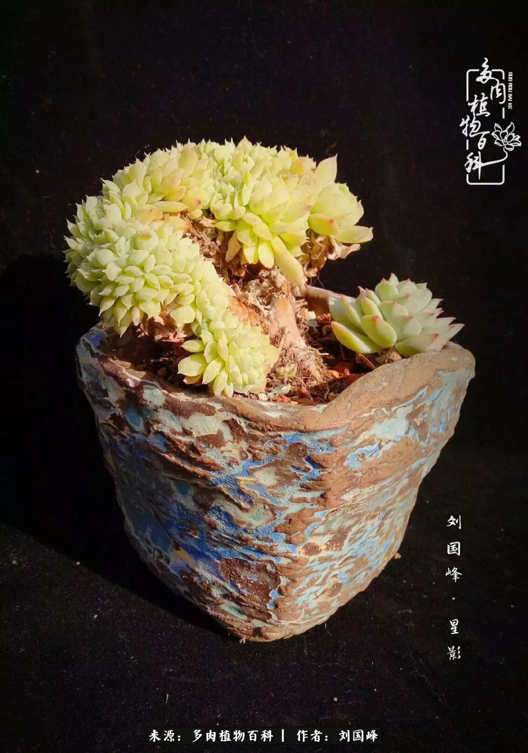 不学无术容易赚大钱,不学无术养多肉摇身一变财富过亿