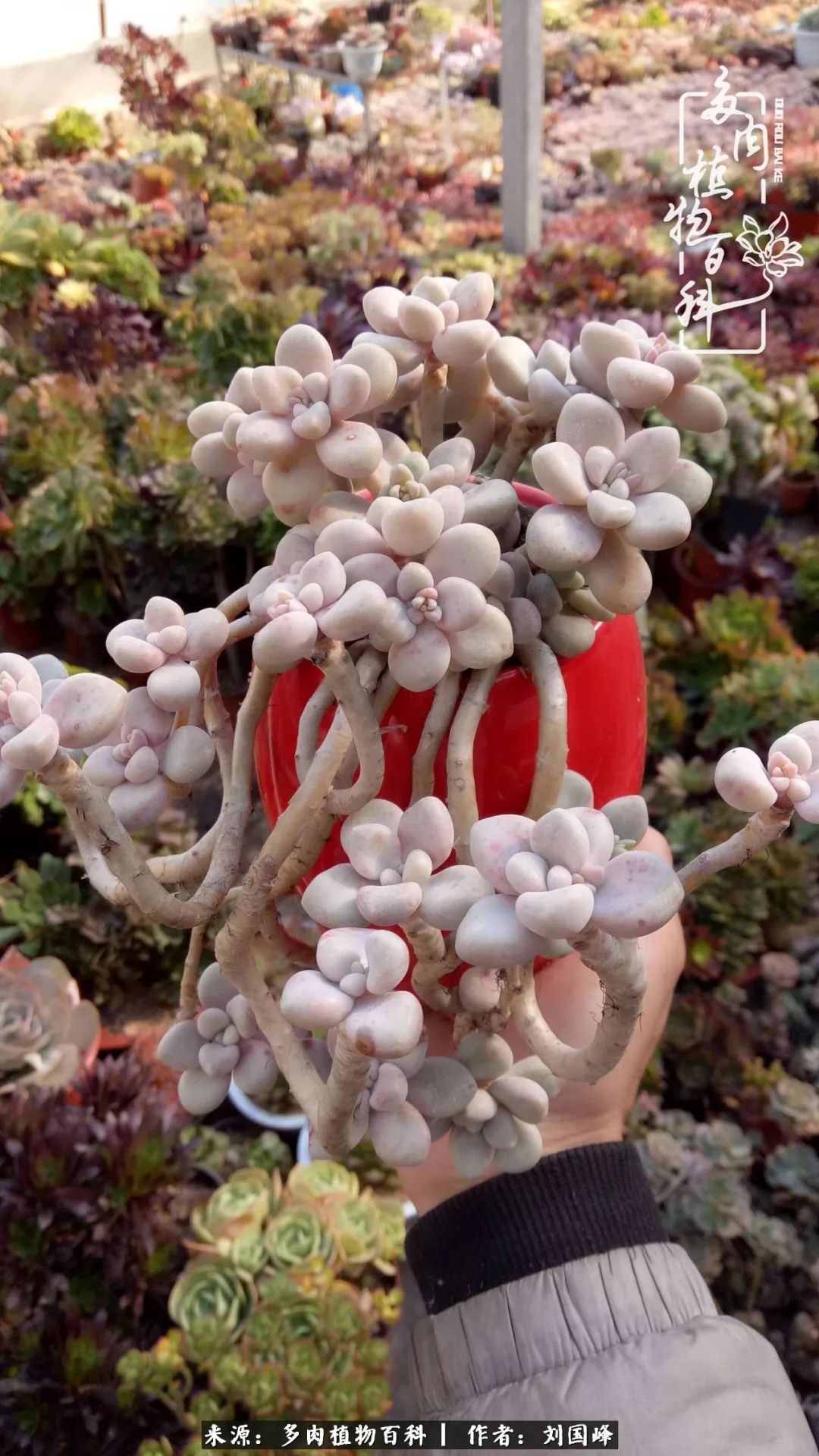 不学无术容易赚大钱,不学无术养多肉摇身一变财富过亿