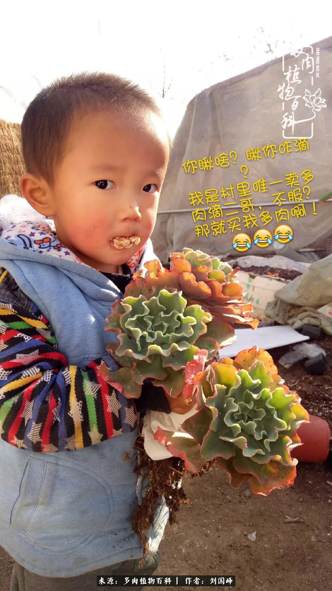 不学无术容易赚大钱,不学无术养多肉摇身一变财富过亿