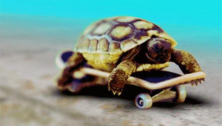 出售乌龟犯法吗,出售七彩小乌龟犯法吗