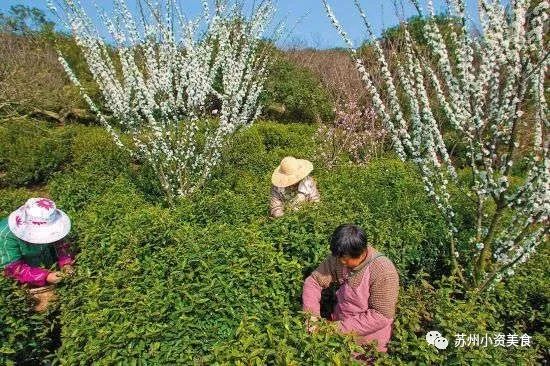 这是一份千年古泉水带来的春季崇高礼遇！（文末福利）