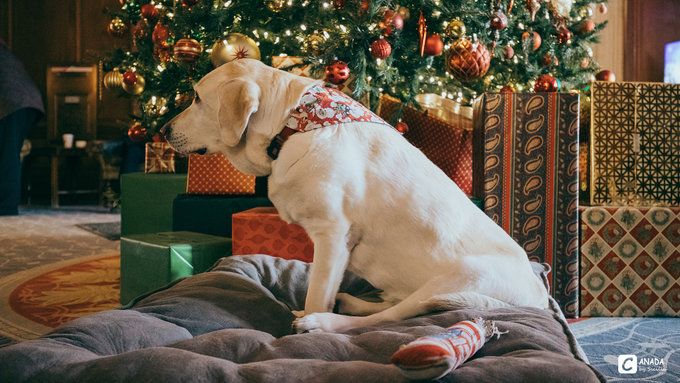 漫长的八个月,冬天的加拿大真的好美