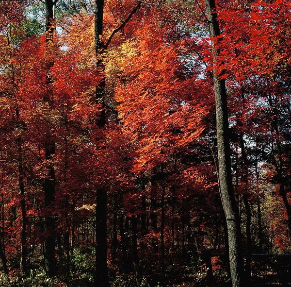 辉南篮球赛,最拉风的啦啦队