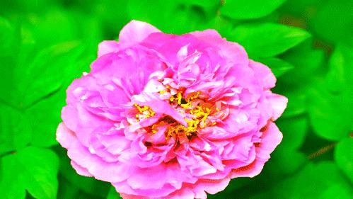 惊艳！300000朵芍药花海美成仙境！洛阳这个地方，现在去刚刚好！