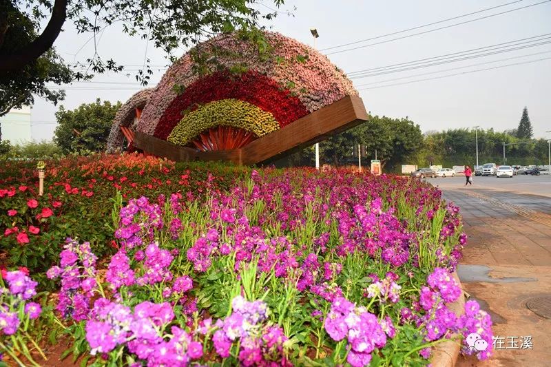 哇家玉溪是个大花园！处处可赏花，步步皆是景！