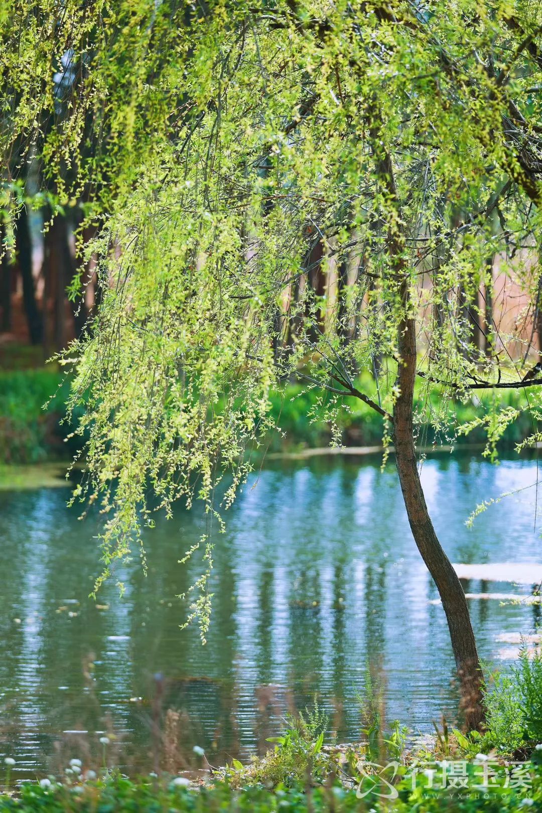 哇家玉溪是个大花园！处处可赏花，步步皆是景！